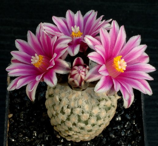 Turbinicarpus_valdezianus
